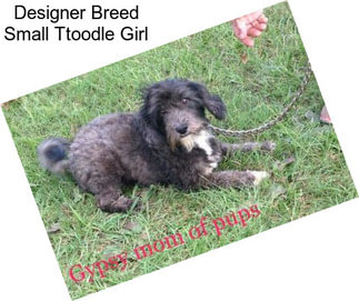 Designer Breed Small Ttoodle Girl