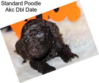 Standard Poodle Akc Dbl Date