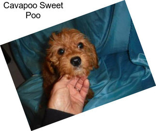 Cavapoo Sweet Poo