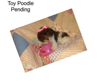 Toy Poodle Pending