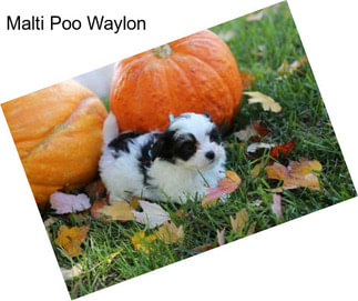 Malti Poo Waylon