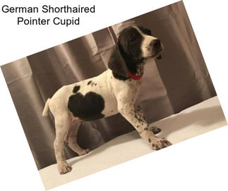 German Shorthaired Pointer Cupid