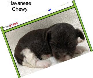 Havanese Chewy