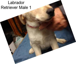 Labrador Retriever Male 1