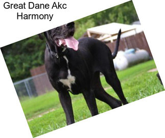 Great Dane Akc Harmony