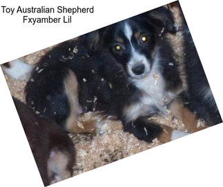 Toy Australian Shepherd Fxyamber Lil