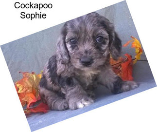 Cockapoo Sophie