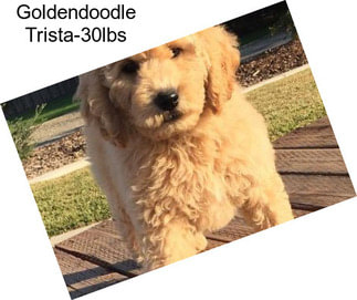 Goldendoodle Trista-30lbs