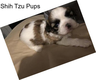 Shih Tzu Pups