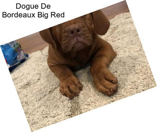 Dogue De Bordeaux Big Red