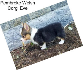 Pembroke Welsh Corgi Eve