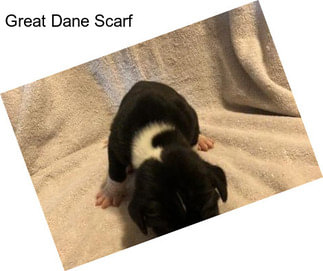 Great Dane Scarf