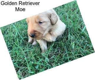 Golden Retriever Moe