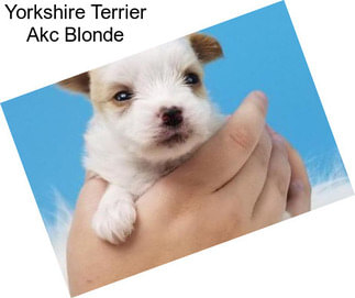 Yorkshire Terrier Akc Blonde