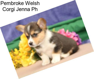 Pembroke Welsh Corgi Jenna Ph