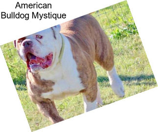 American Bulldog Mystique