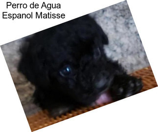 Perro de Agua Espanol Matisse