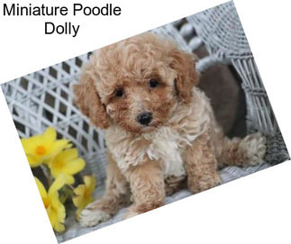 Miniature Poodle Dolly