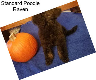 Standard Poodle Raven