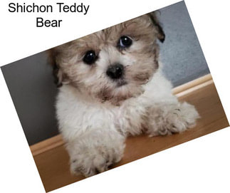 Shichon Teddy Bear