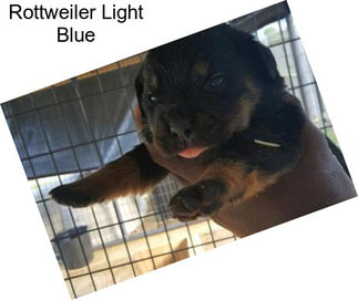 Rottweiler Light Blue