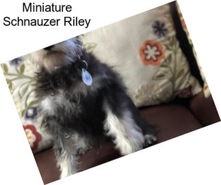 Miniature Schnauzer Riley