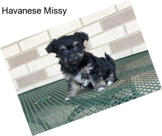 Havanese Missy