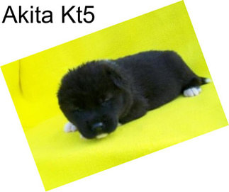 Akita Kt5