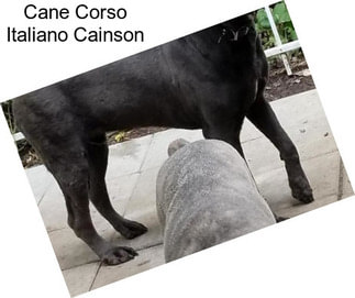 Cane Corso Italiano Cainson
