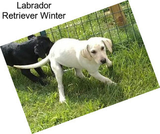 Labrador Retriever Winter