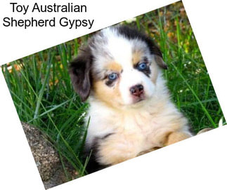 Toy Australian Shepherd Gypsy