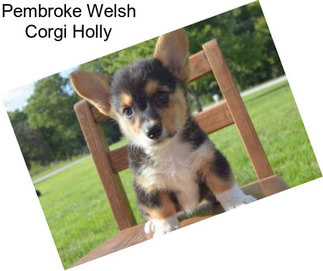 Pembroke Welsh Corgi Holly