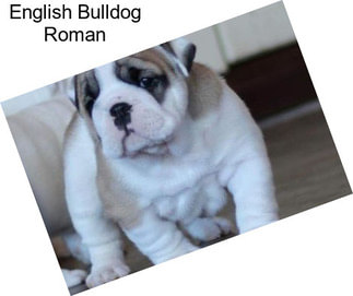 English Bulldog Roman