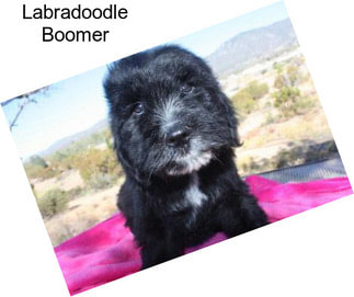 Labradoodle Boomer