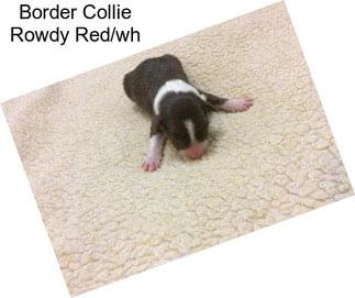 Border Collie Rowdy Red/wh