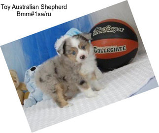 Toy Australian Shepherd Bmm#1sa/ru