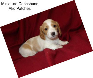 Miniature Dachshund Akc Patches