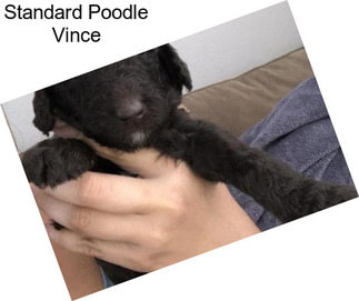 Standard Poodle Vince