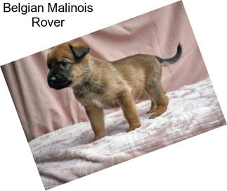 Belgian Malinois Rover