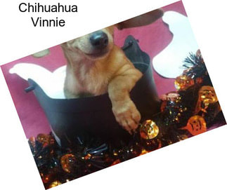 Chihuahua Vinnie