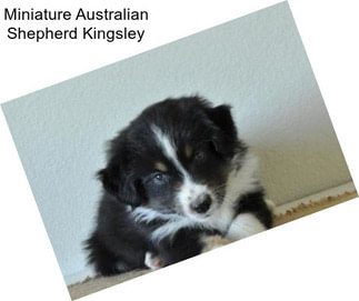 Miniature Australian Shepherd Kingsley