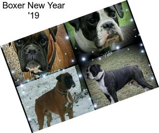 Boxer New Year \'19