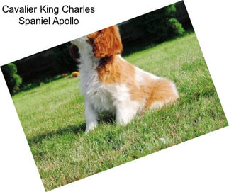 Cavalier King Charles Spaniel Apollo