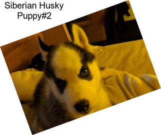 Siberian Husky Puppy#2