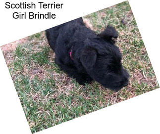 Scottish Terrier Girl Brindle