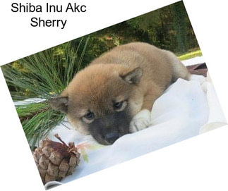 Shiba Inu Akc Sherry