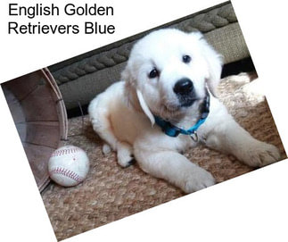 English Golden Retrievers Blue