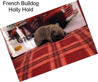 French Bulldog Holly Hold