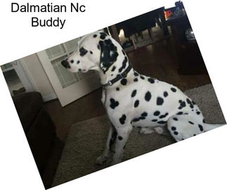 Dalmatian Nc Buddy