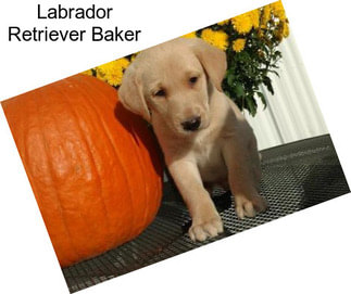 Labrador Retriever Baker